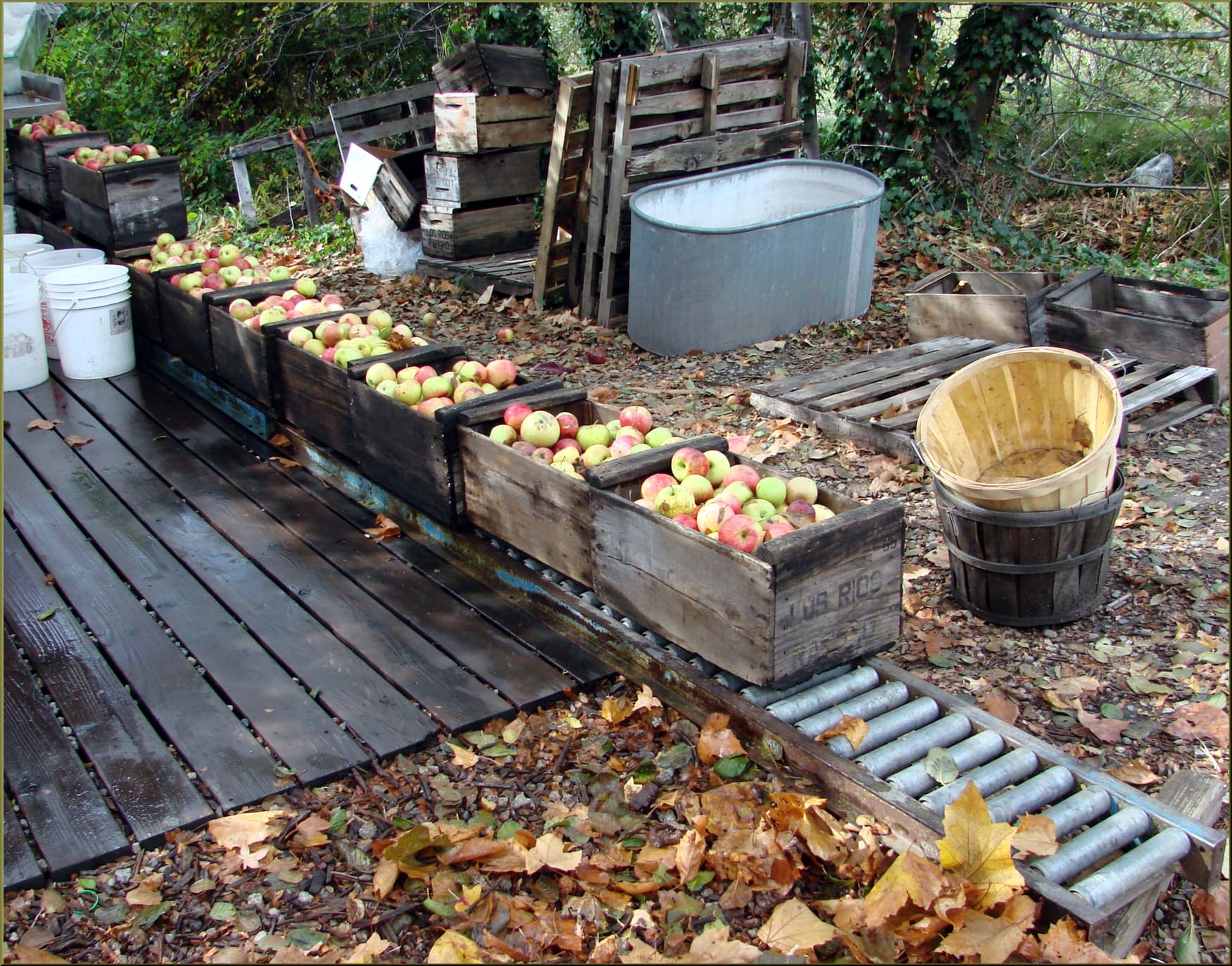 Crates of fresh apples at a Michigan orchard