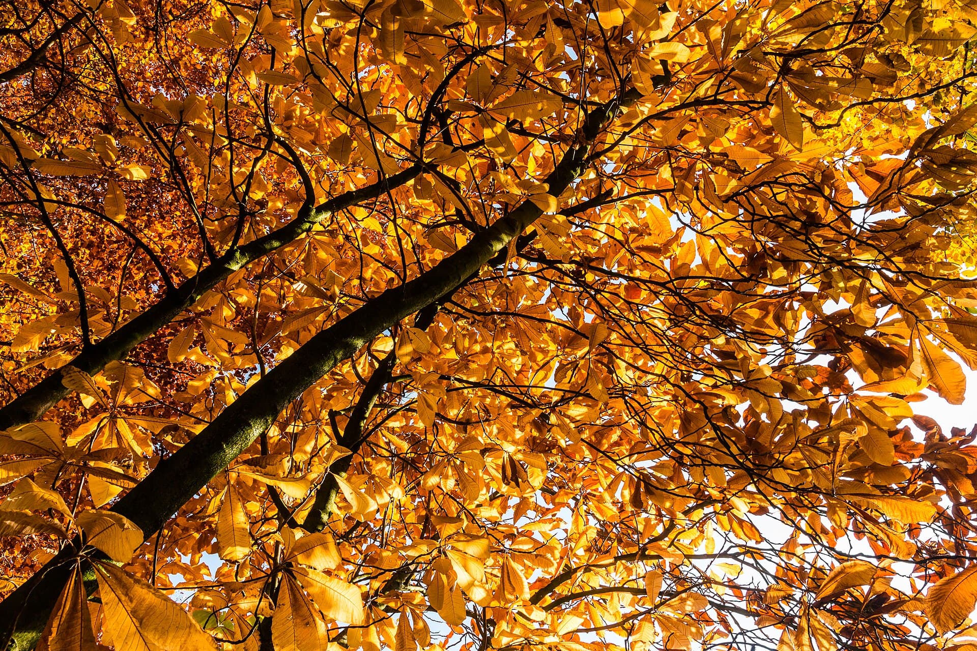An Oakland County Fall: Color Tours, Cider & Cozy Nights
