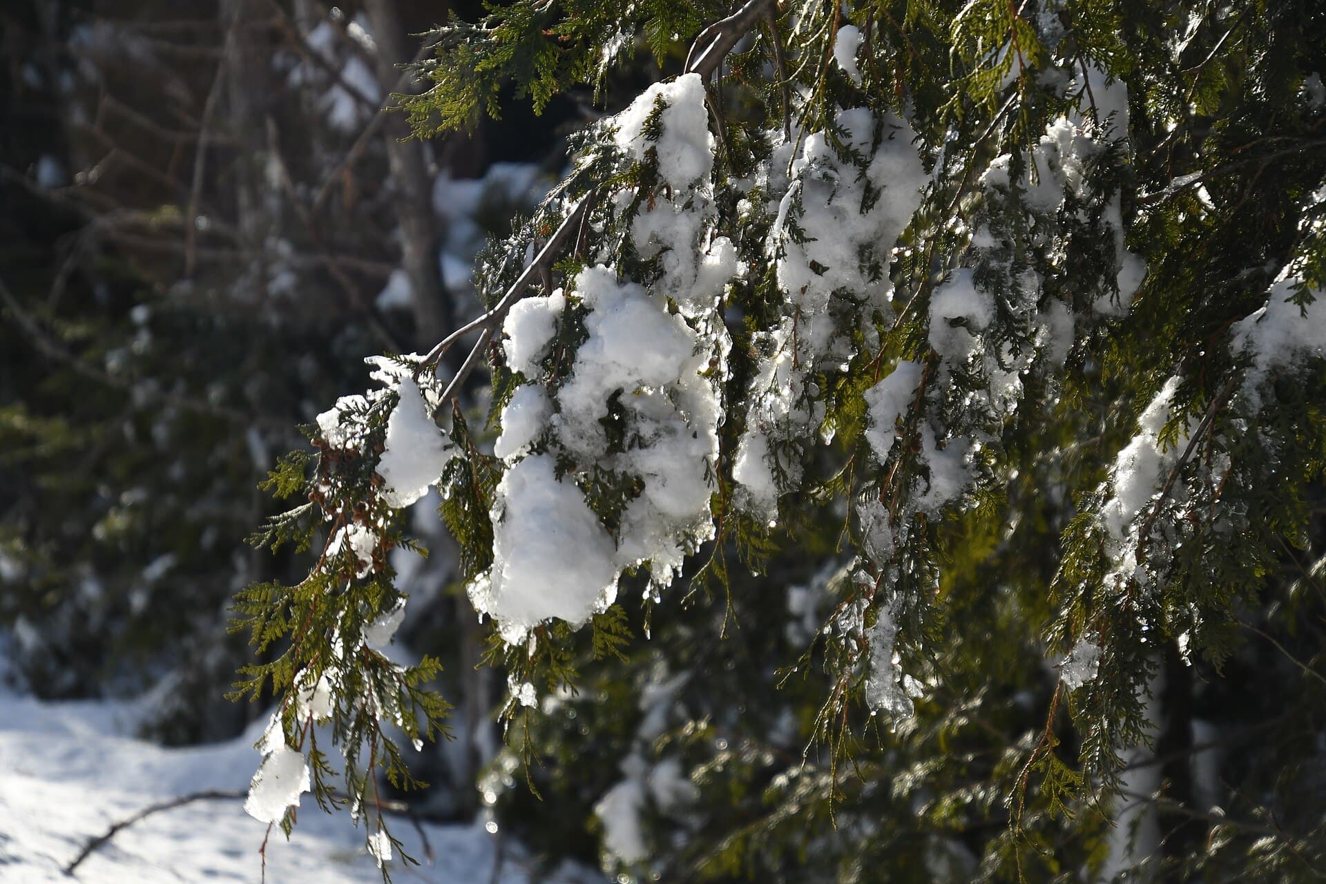Snowy Michigan forest in early winter